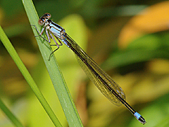Damselfly